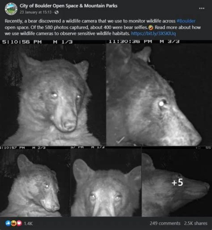 Bear finds trail camera, takes 400 selfies, launches influencer career