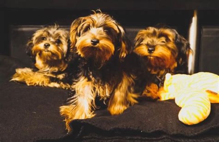 Da Brat Pets - Celebrity Pets