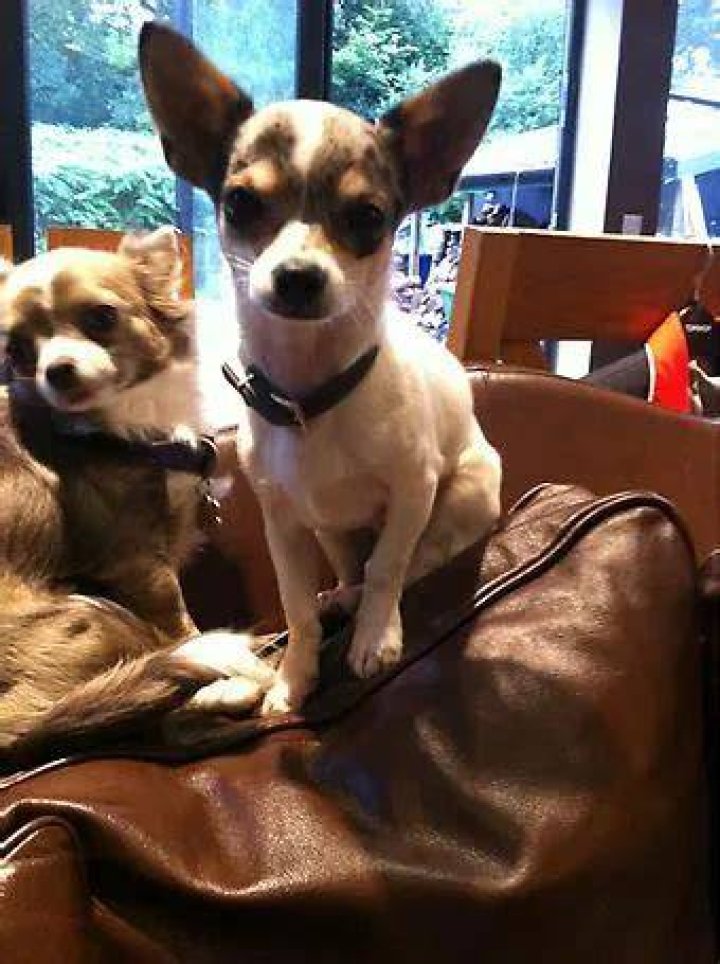 Dave Chappelle Pets - Celebrity Pets