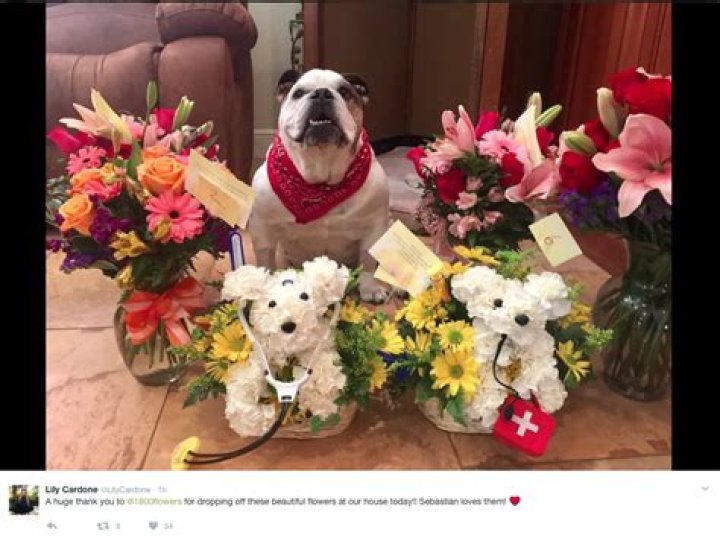 Dog Flowers - Sebastian get well soon
