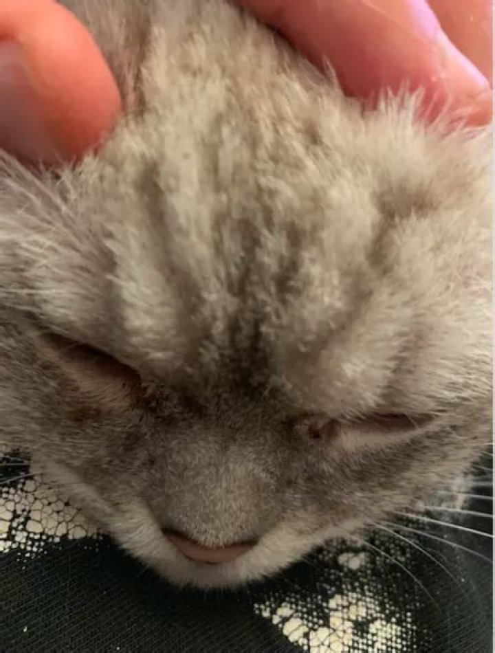 Gerard Way Pets - Celebrity Pets