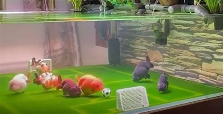 goldfish playing soccer - Yang Tianxin