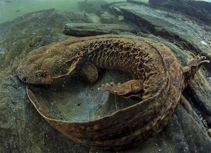 Hellbender salamander