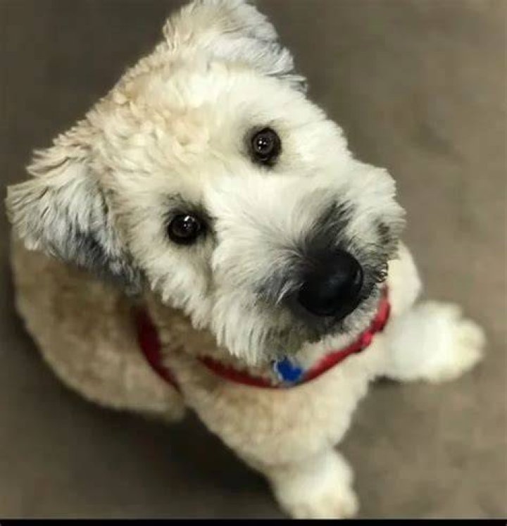 Kamala Harris Pets