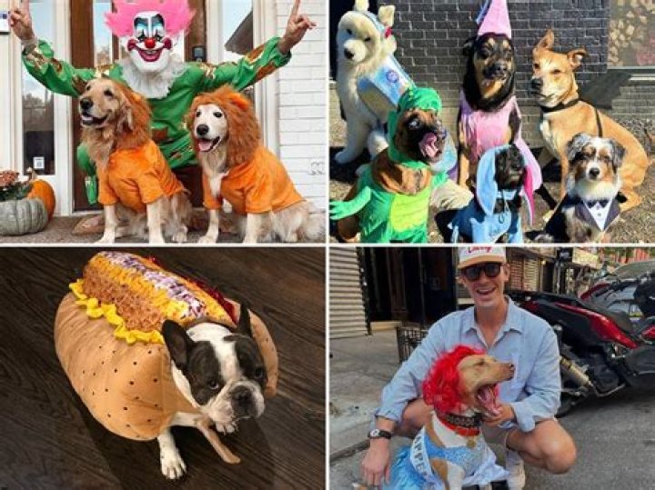 Mana-sama Pets - Celebrity Pets