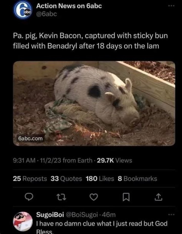 Meme about Kevin Bacon the missing pig