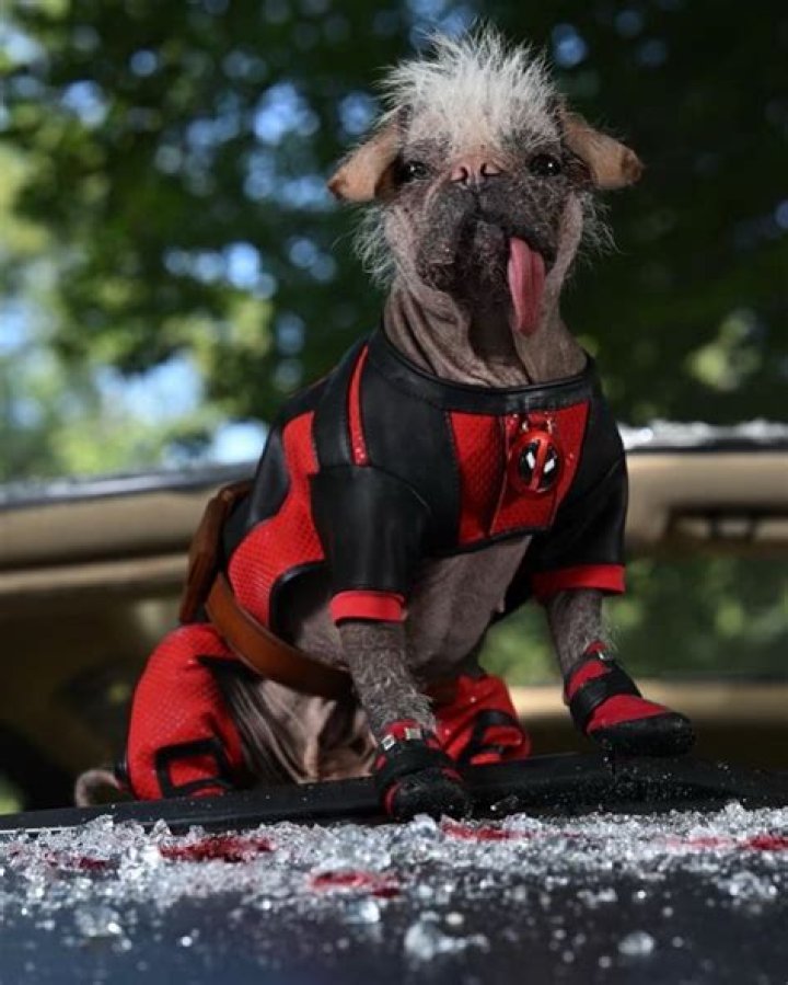 Peggy (Dogpool from 'Deadpool 3') Instagram