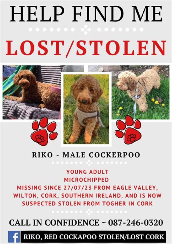 red stolen dog