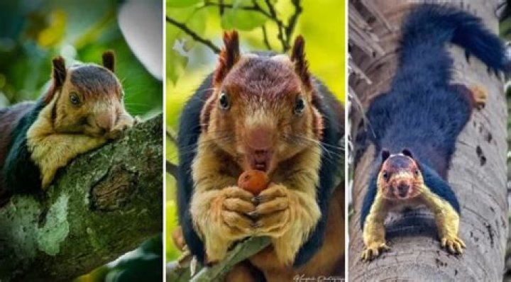 This is the World’s Most Stylish Squirrel